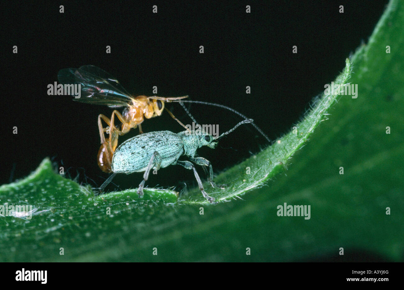 Ichneumon Fly (Pygostolus Falcatus), Angriff auf eine Schnauze Käfer Stockfoto