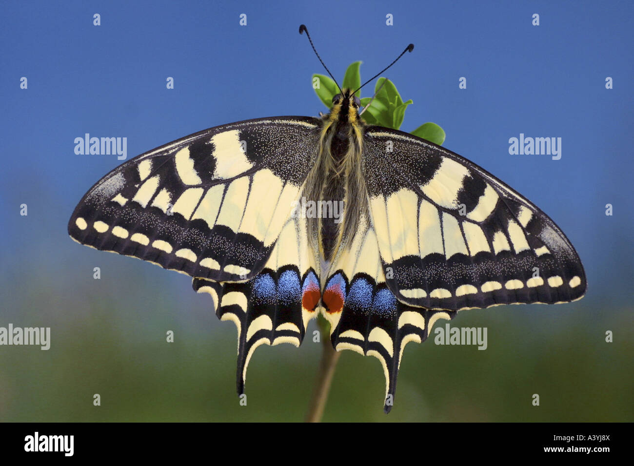 Schwalbenschwanz (Papilio Machaon), Oberseite Stockfoto