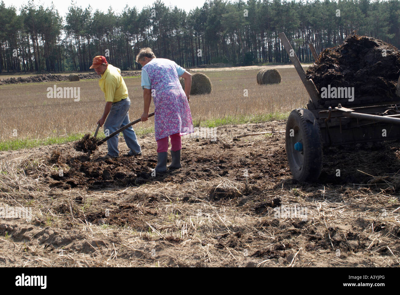 Wenigen landwirtschaftlichen Dünger auf einem traditionellen Bauernhof in Polen zu verbreiten Stockfoto