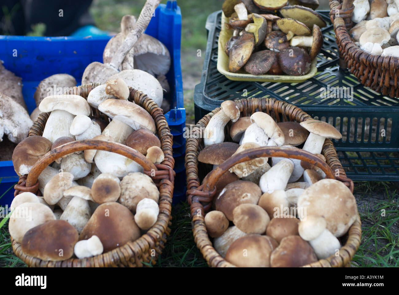 Körbe von Pilzen auf Verkauf am Straßenrand Stockfoto