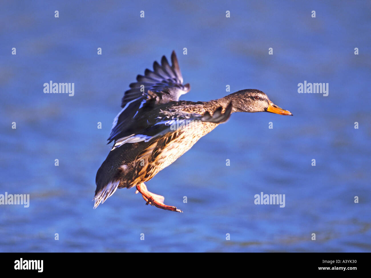 Mallard Duck Landung auf Wasser Anas platyrhynchos Stockfoto