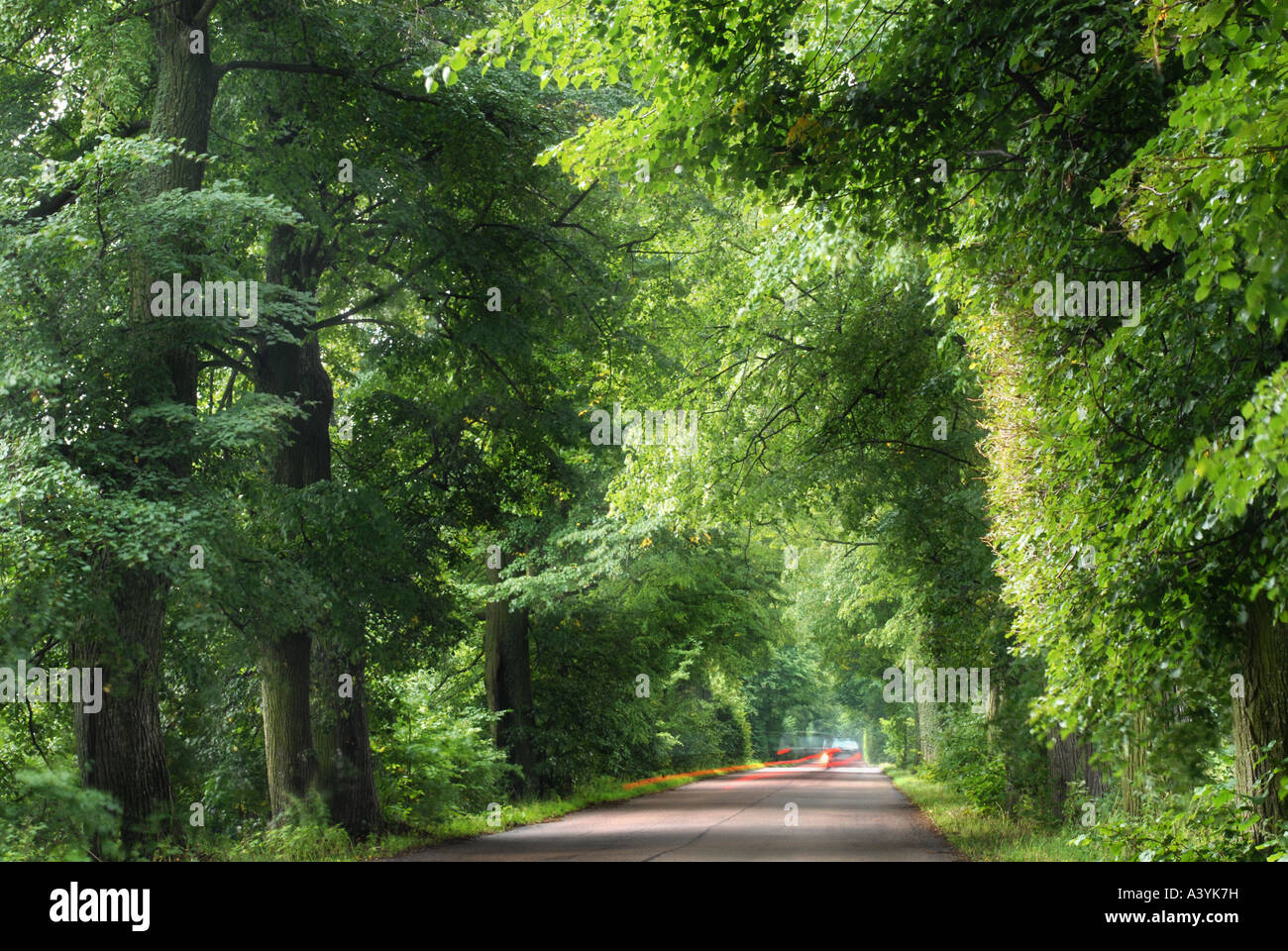 Auto Rückleuchten aufgezeichnet als Spuren in eine Allee von Bäumen Stockfoto