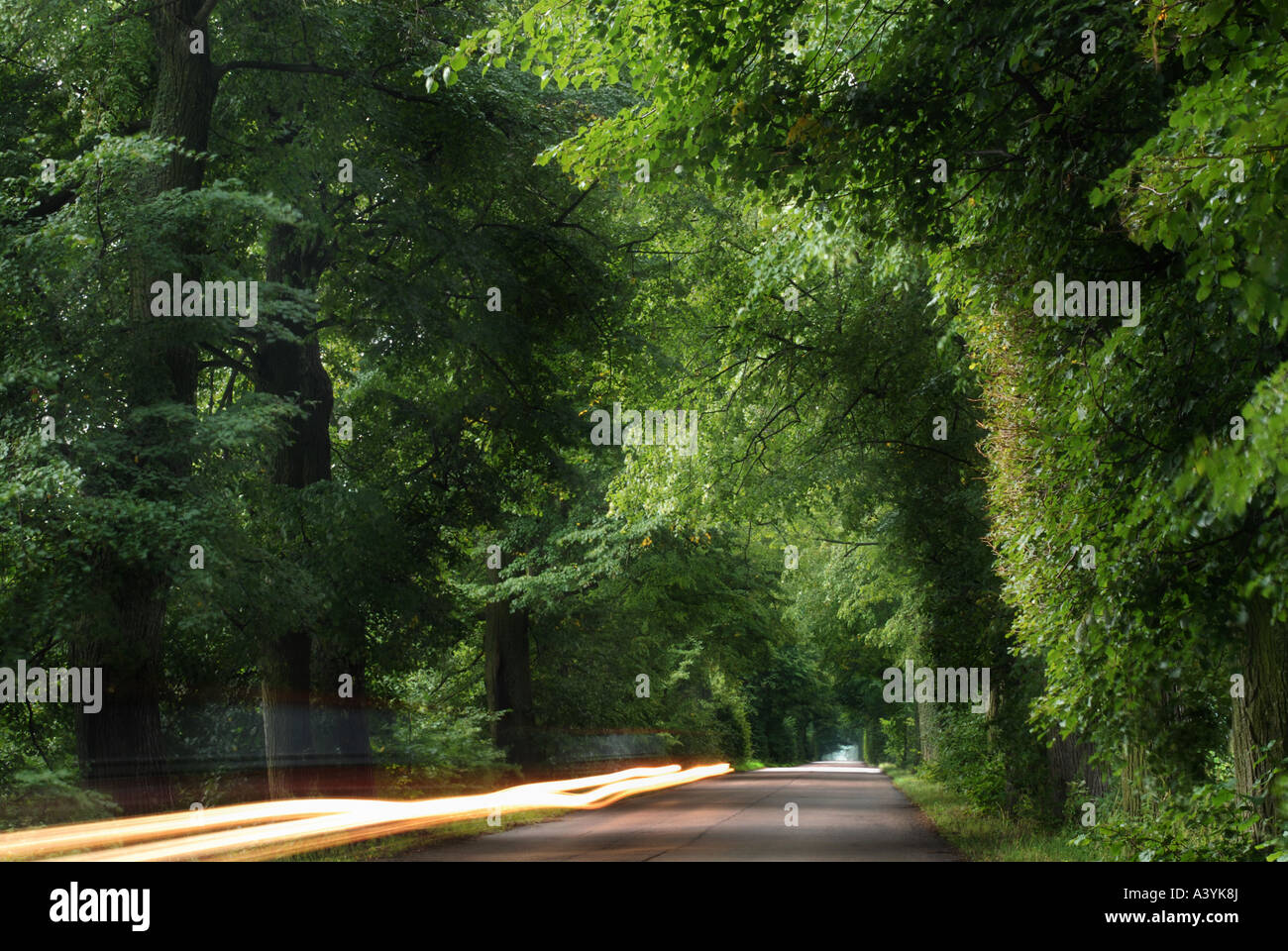 Auto Lichter Spuren aufgezeichnet in eine Allee von Bäumen Stockfoto