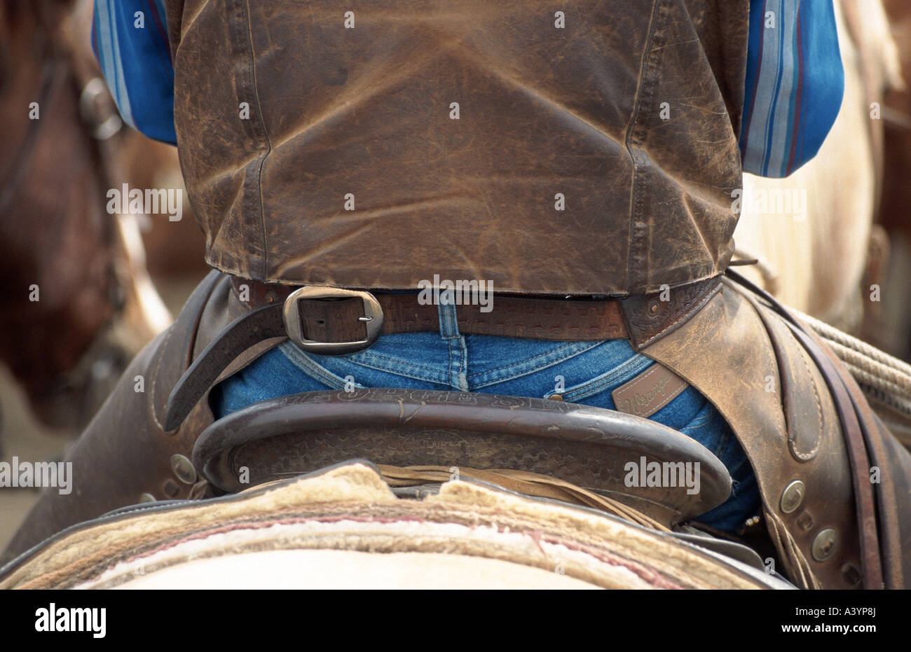 Quarterhorse (Equus Przewalskii F. Caballus), Cowboy sitzt im Sattel, Rückansicht, detail Stockfoto