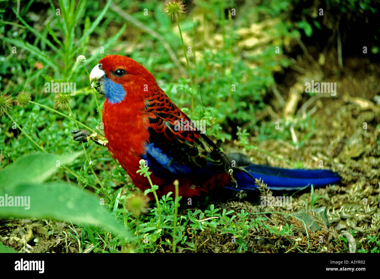 Pennantsittich Platycercus elegans Stockfoto