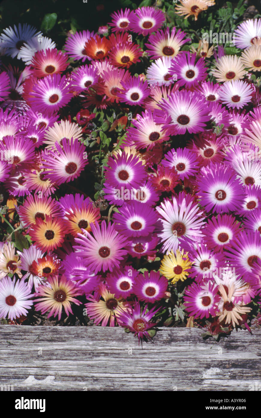 Livingstone Gänseblümchen im Blumenbeet Stockfoto