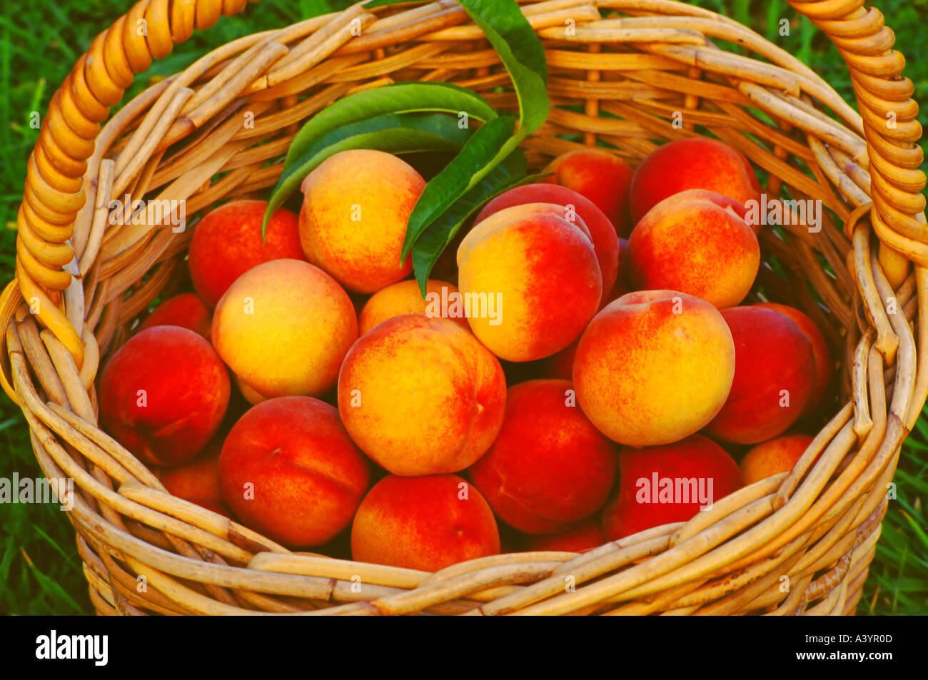 Ein Korb mit frisch gepflückten Pfirsiche Stockfoto