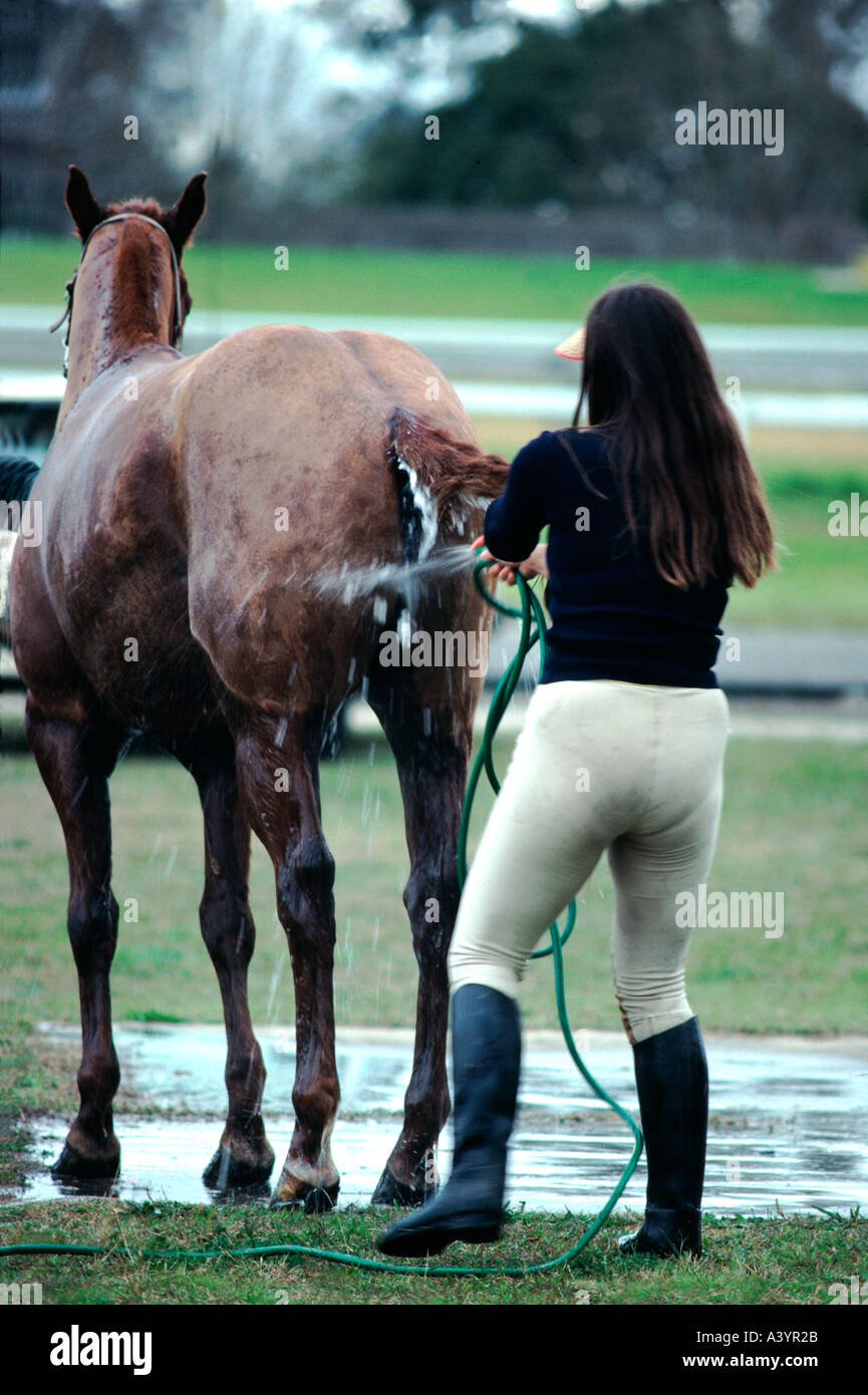 Frau waschen das hintere Ende eines Polo-Ponys Stockfoto
