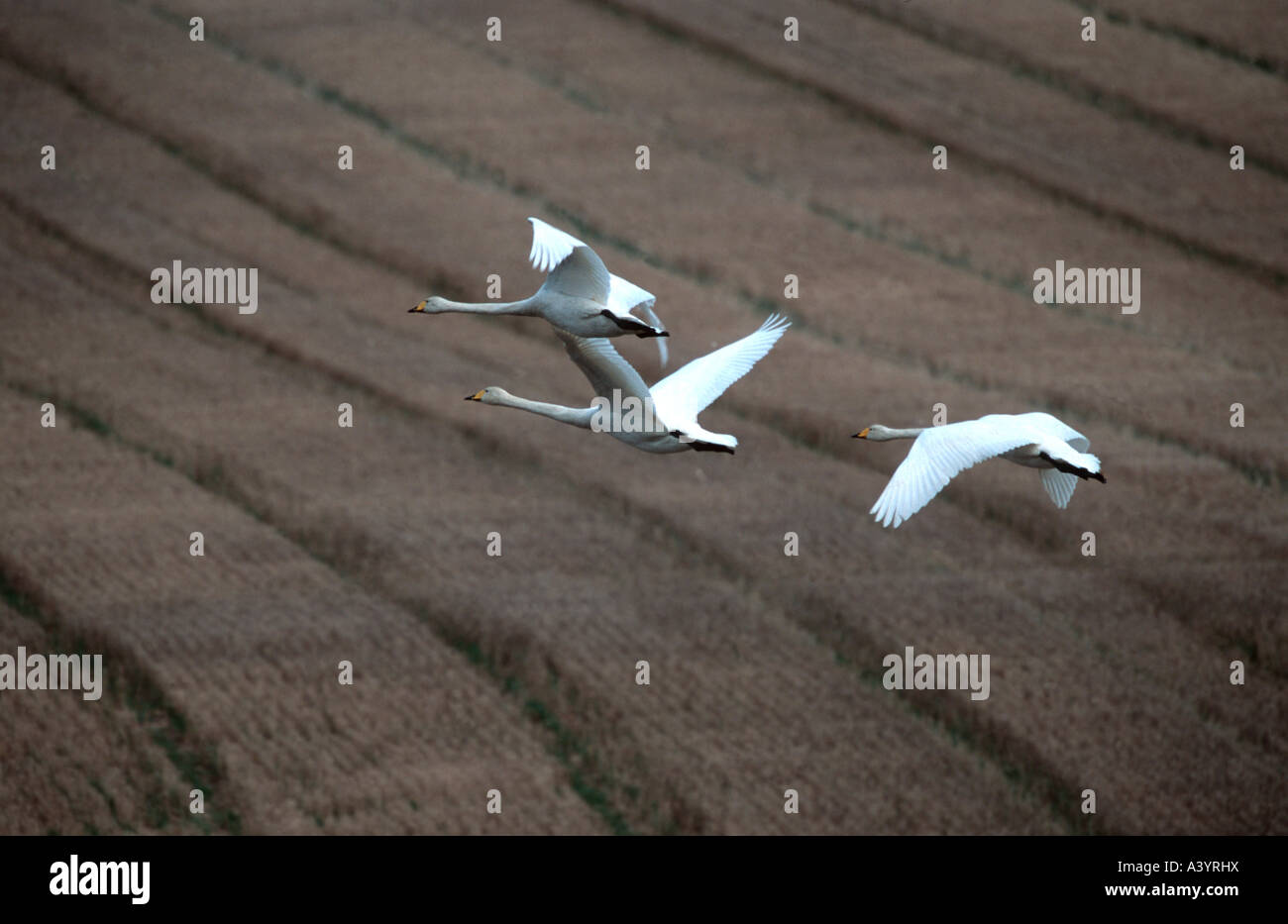 Singschwan (Cygnus Cygnus), fliegen über Maisfeld, Schweden Stockfoto