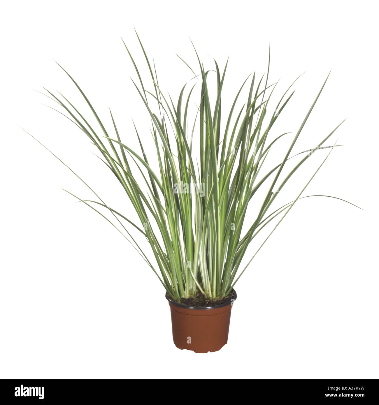 orangefarbene zimmerpflanze Chlorophytum orchidastrum "Green Orange"