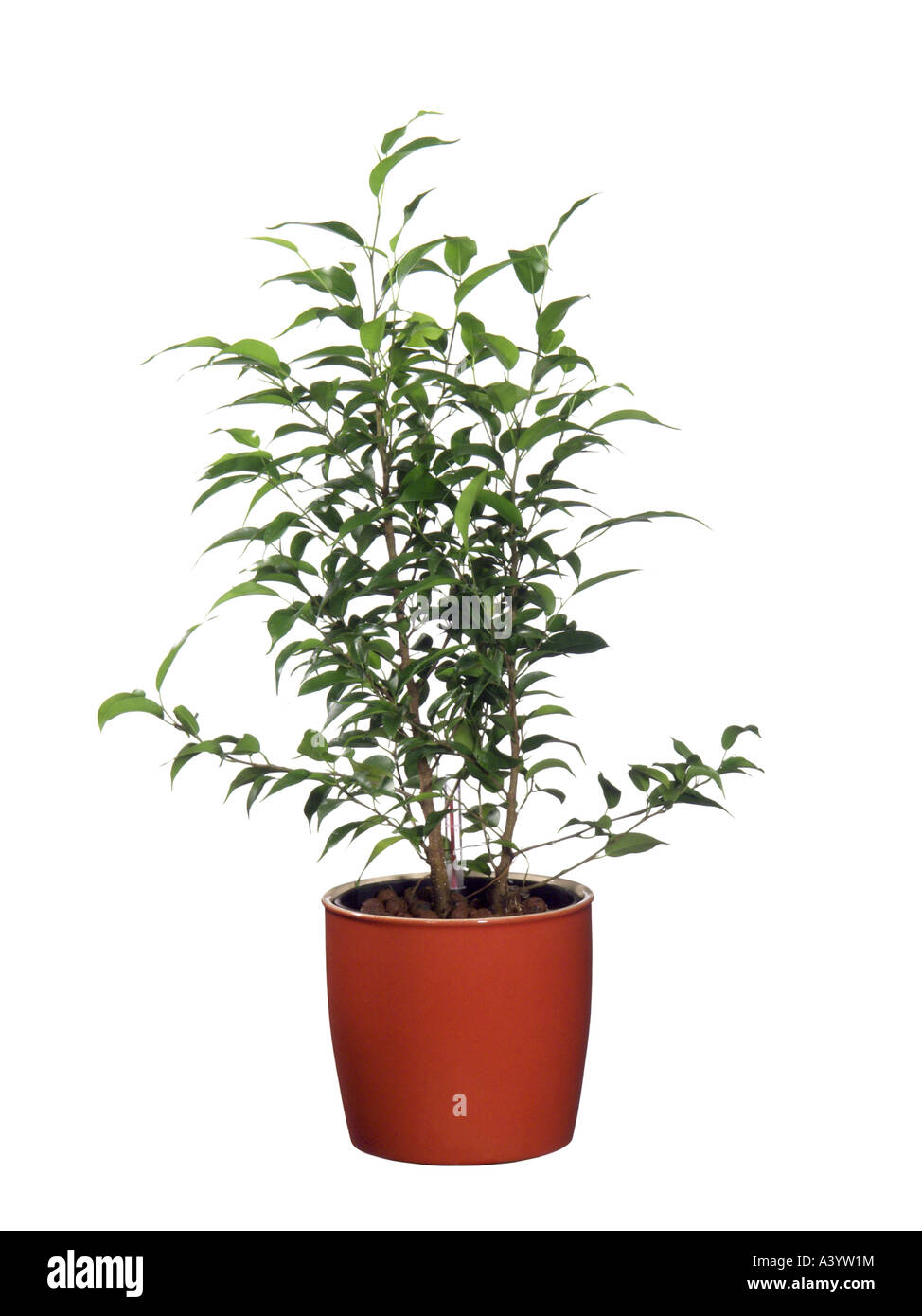 Abb., tropische Laurel (Ficus Benjamina, Ficus Benjamini), Hydrokultur Pflanzen  Weinen Stockfotografie - Alamy