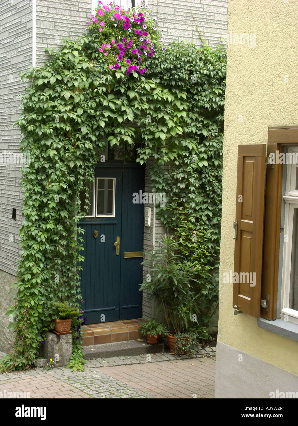 False wildem Wein (Parthenocissus Inserta), vor der Tür Stockfoto