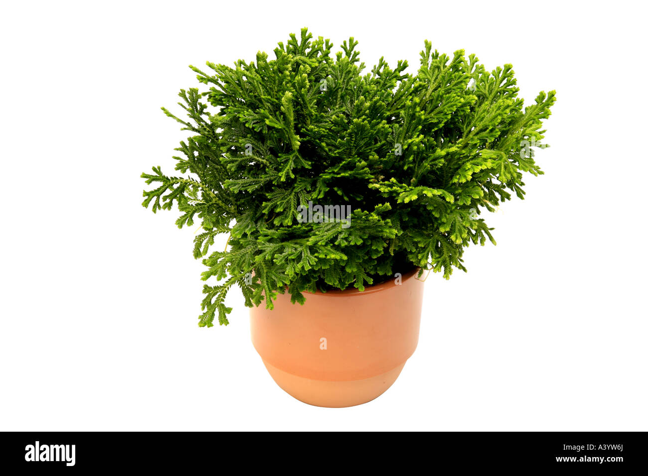 Spike-Moos, Spikemoss, schleichende Moss (Selaginella Martensii),  Topfpflanze Stockfotografie - Alamy