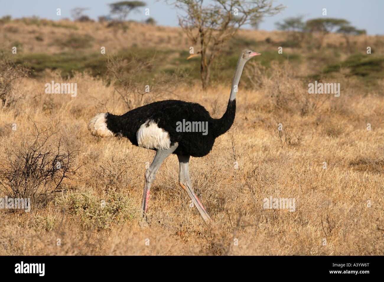 Somali-Strauß (Struthio Camelus Molybdophanes), Pirsch durch Savanne, Kenia Stockfoto