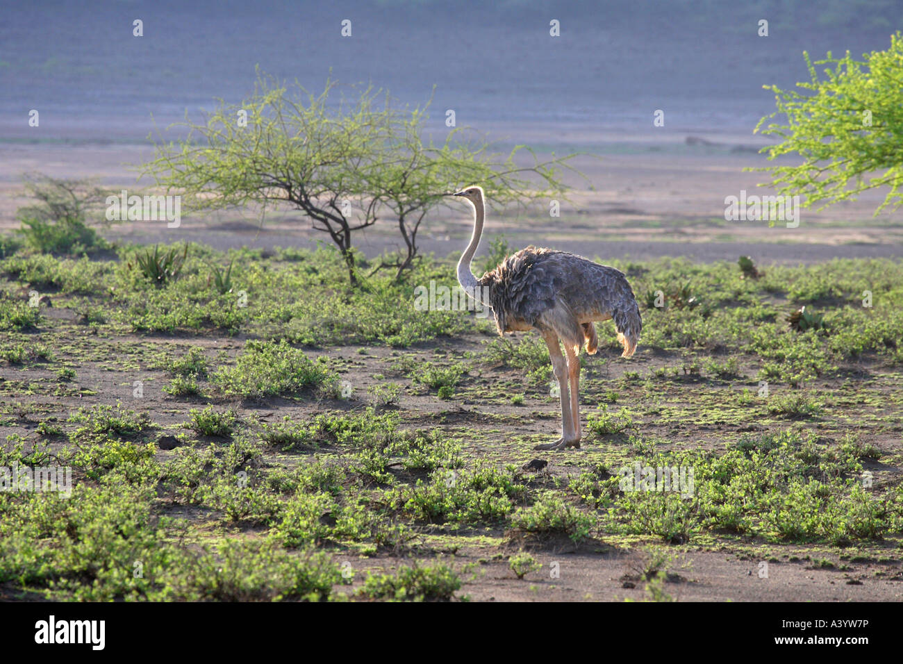Somali-Strauß (Struthio Camelus Molybdophanes), Pirsch durch Savanne, Kenia Stockfoto