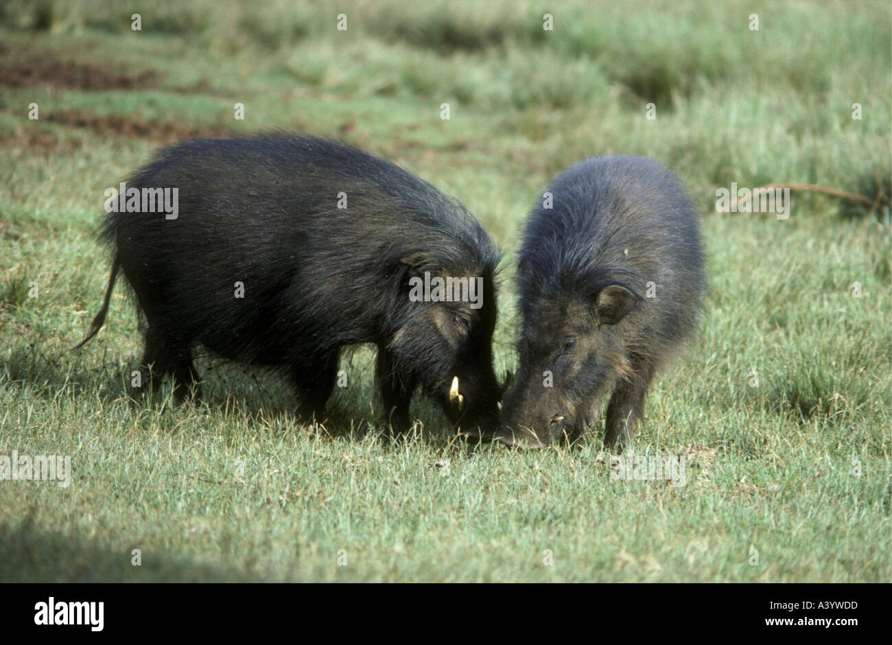 Giant Forest Hog gesehen von der Arche eine Waldhütte in einer Lichtung von der Aberdares Nationalpark Kenia in Ostafrika Stockfoto