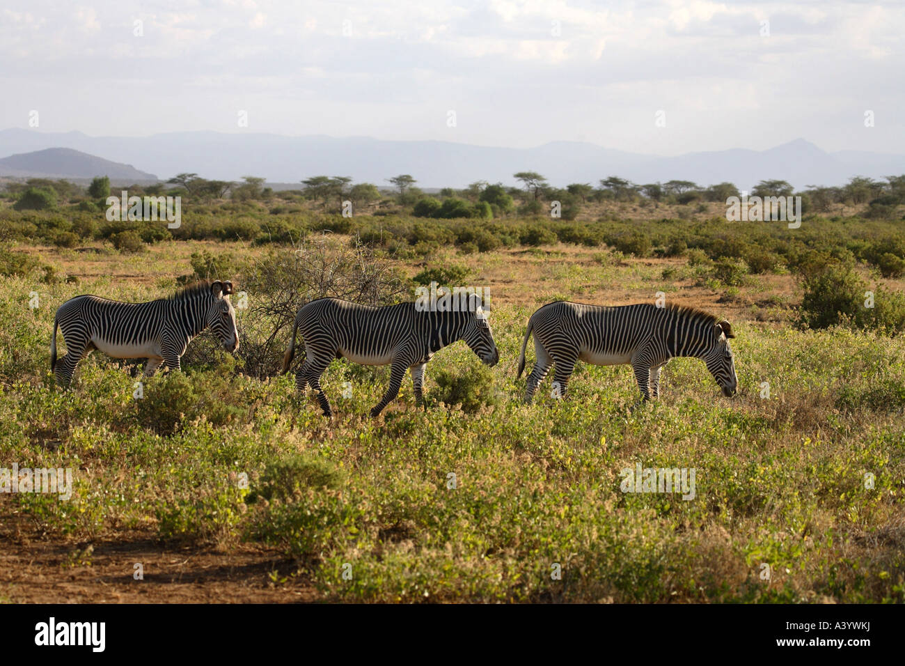 GREVY Zebra (Equus Grevyi), drei Personen stehen in Savanne, Kenya, Samburu Np Stockfoto