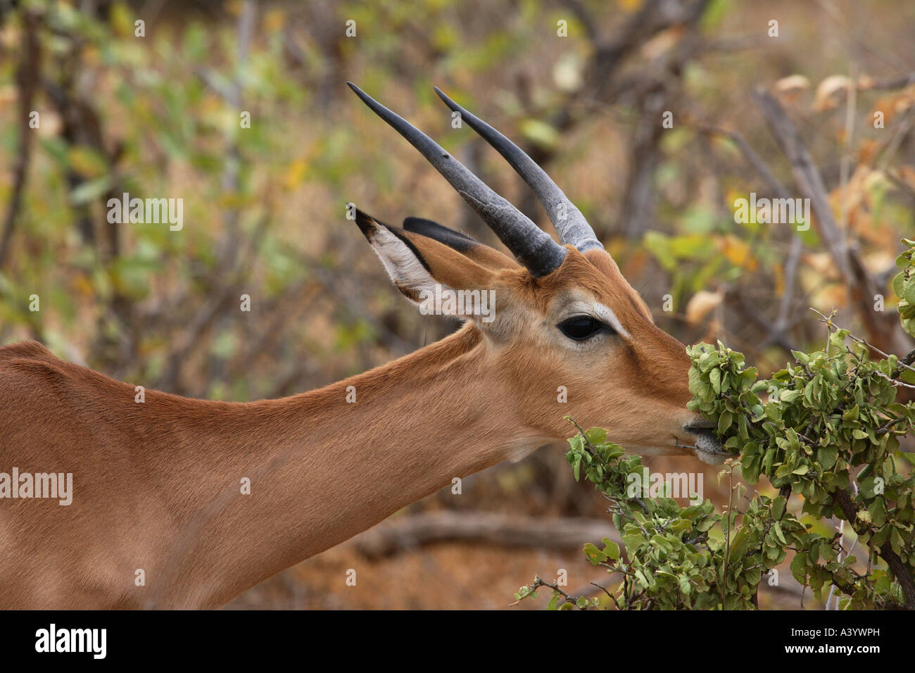 Impala (Aepyceros Melampus), Surfen, Porträt, Kenia Stockfoto