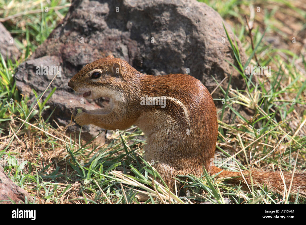 Ungestreifte Borstenhörnchen (Xerus Rutilus), Kenya, Samburu Np Stockfoto