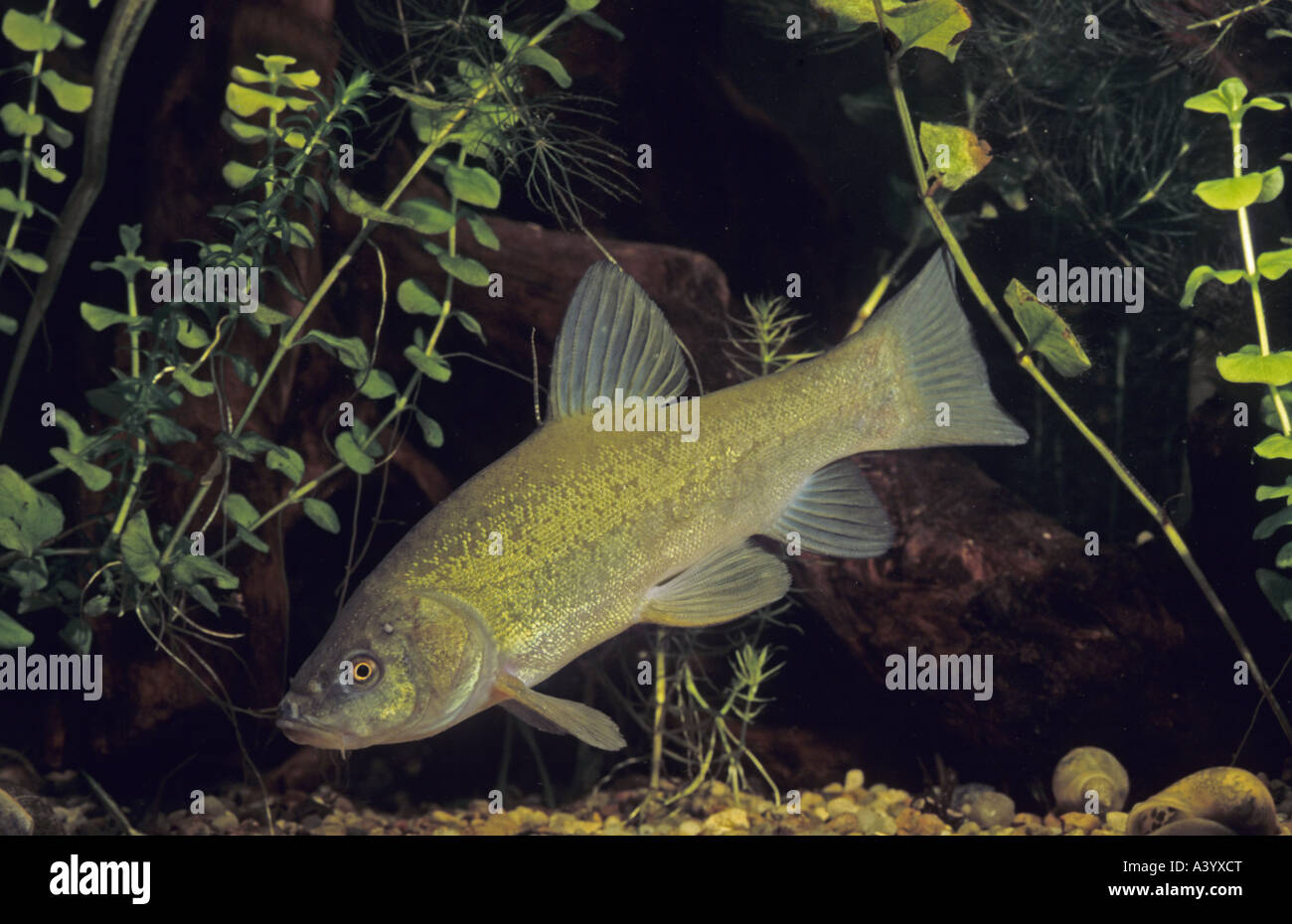Schleie (Tinca Tinca), Portrait eines einzelnen Tieres Stockfoto