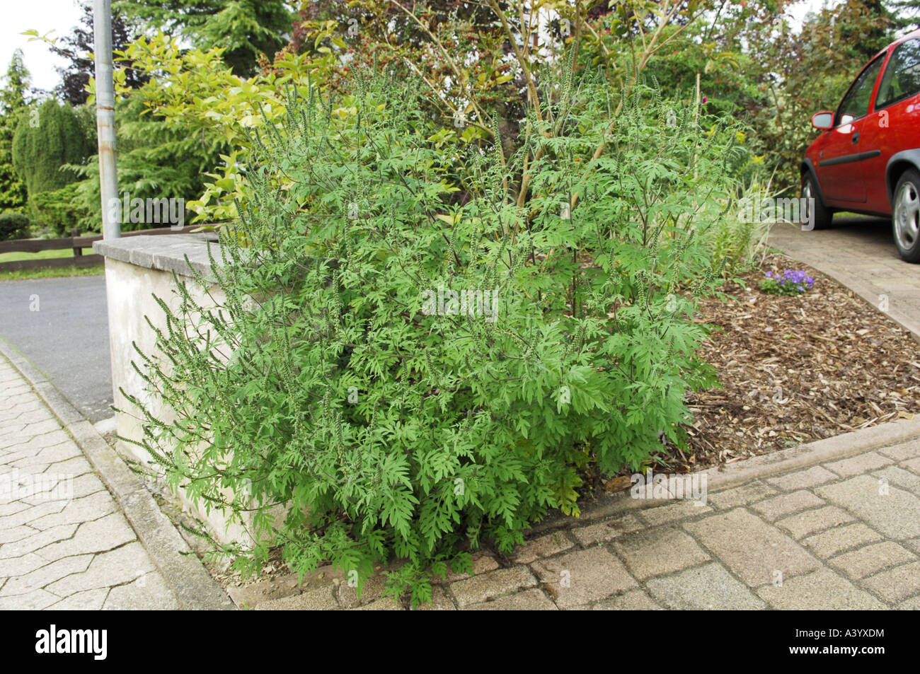 Ambrosie, Bitter-Weed, Hog-Weed, römischer Wermut (Ambrosia Artemisiifolia), jährliche Ambrosia, Porträt einer Anlage Stockfoto