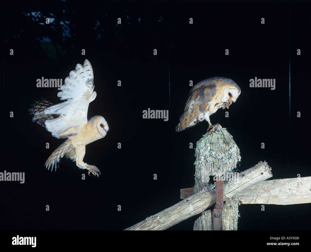 Schleiereulen hocken auf Zaunpfosten Stockfoto
