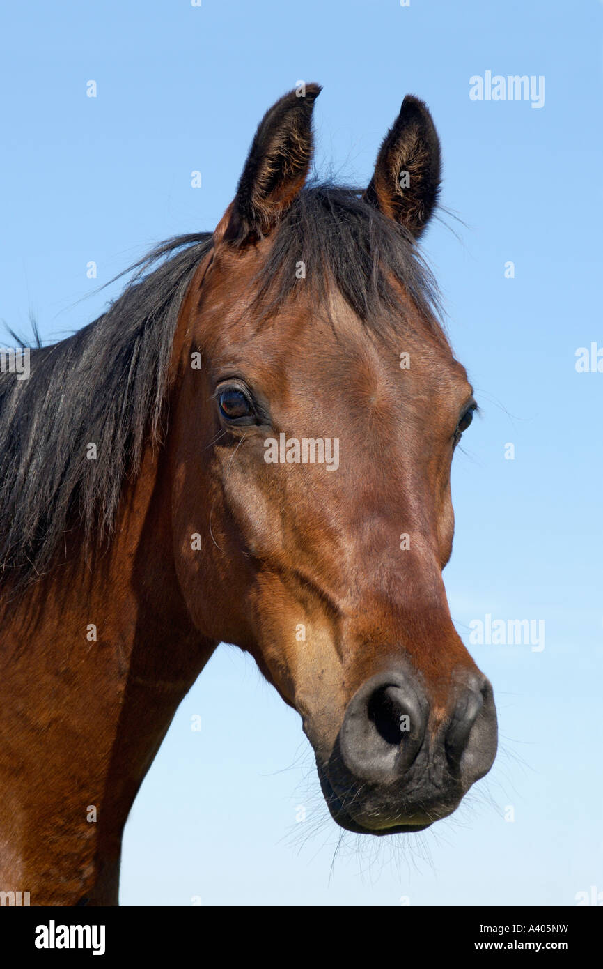 Arabisches Pferd Stockfoto