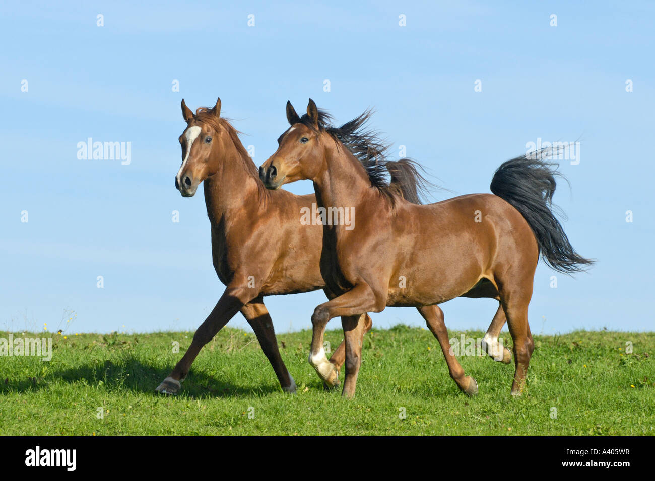 Zwei galoppierenden arabische Pferde Stockfoto