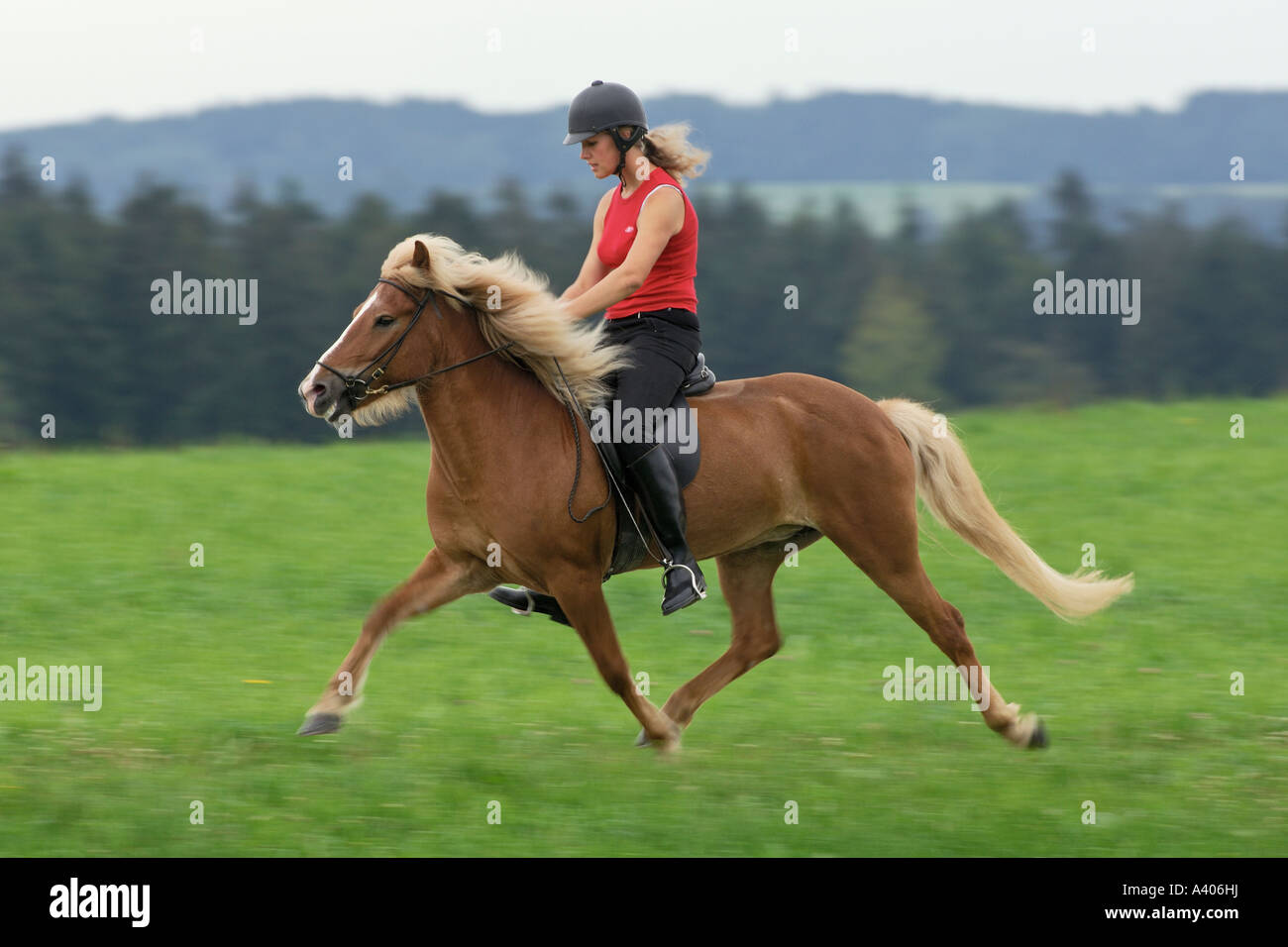Mädchen Reiten fliegenden Tempo auf Rückseite "Islandpferd" Stockfoto