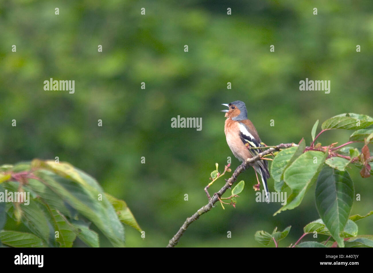 Ein buchfink Singen in einem Kirschbaum Stockfoto
