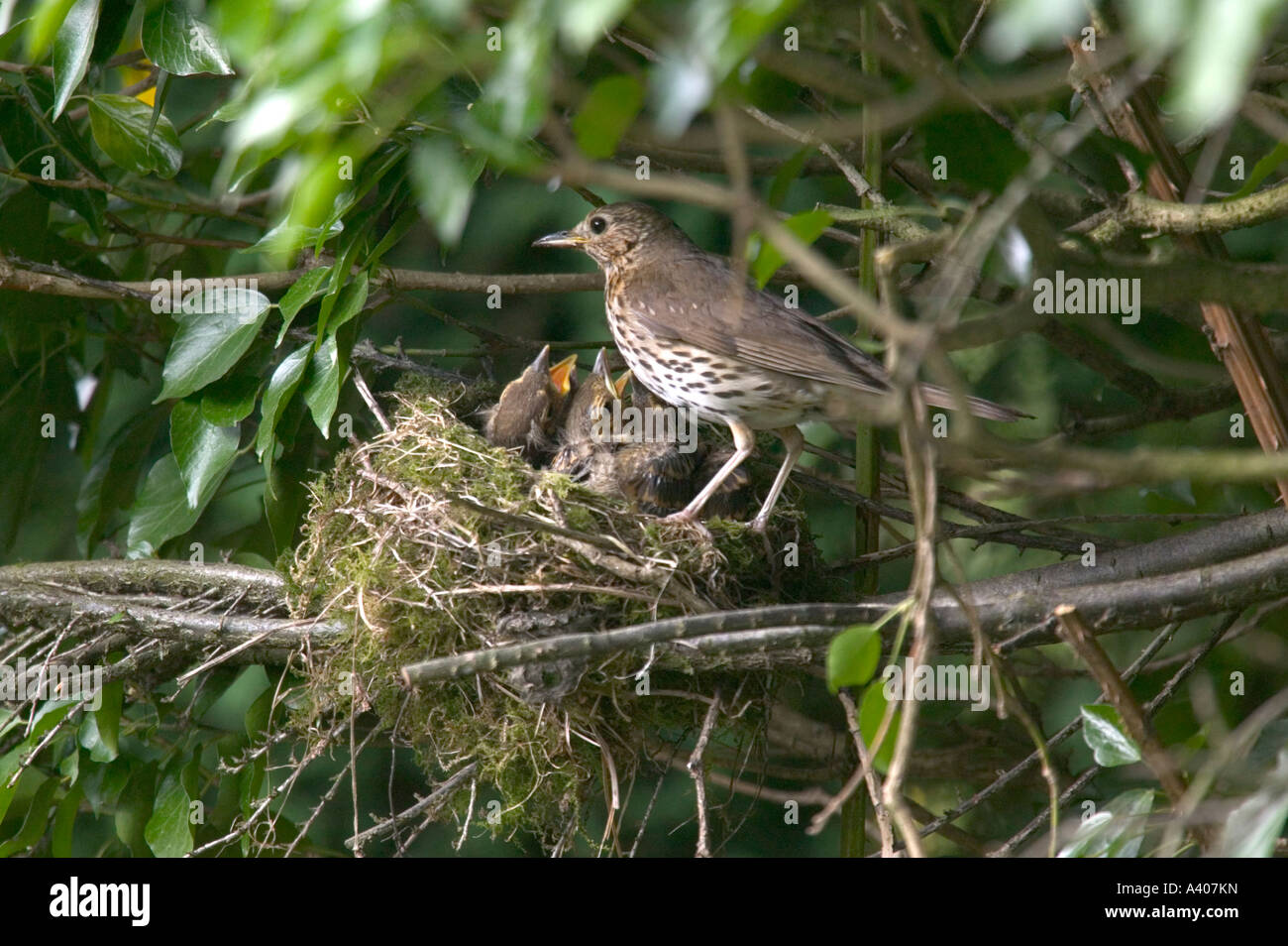 Eine Singdrossel Fütterung Küken im Nest Stockfoto