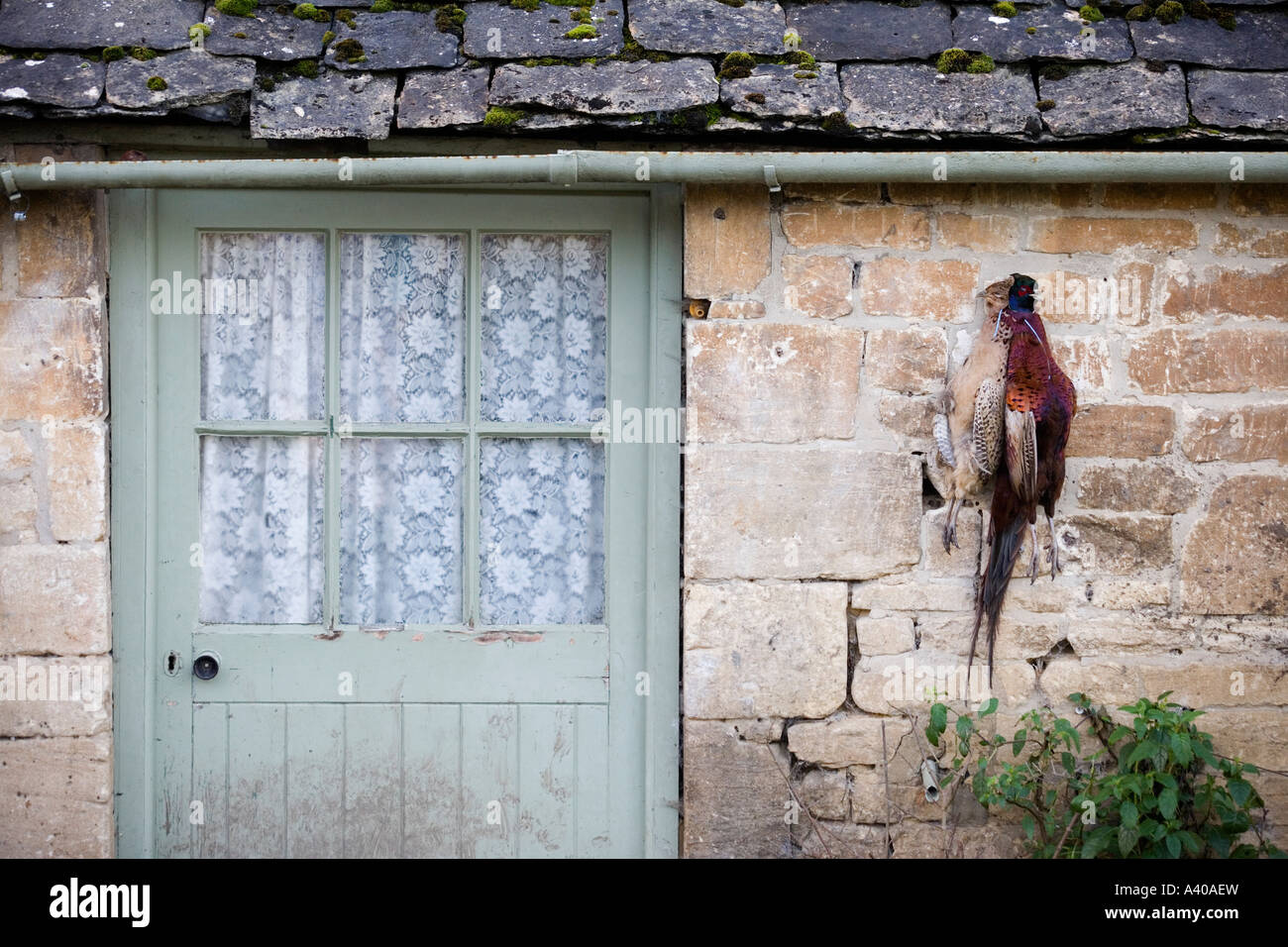 Fasane Aufhängen von außerhalb ein Bauernhaus, Gloucestershire, UK Stockfoto