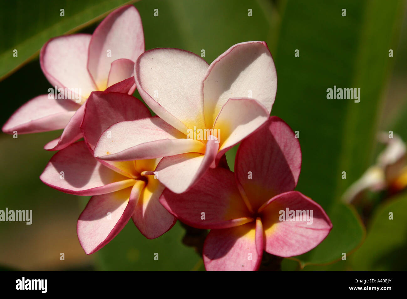 Frangipani Blume Stockfoto