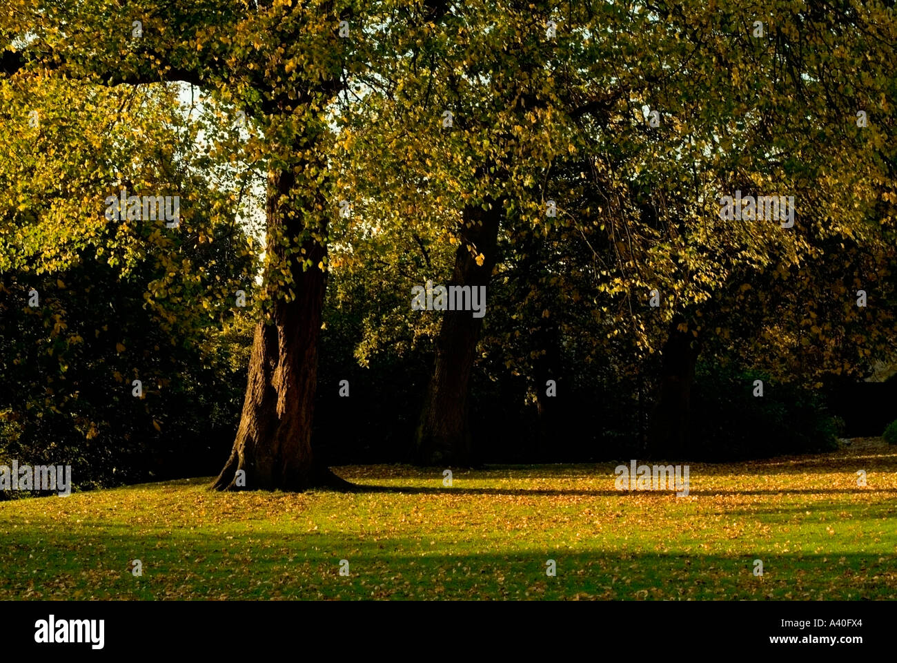 Herbst Licht verzaubert in einem englischen park Stockfoto