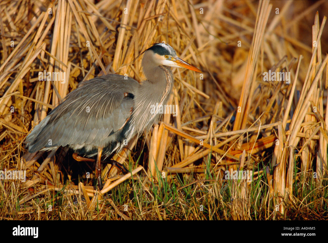 Great Blue Heron auf der Suche nach Beute am Rand von Marsh. Stockfoto