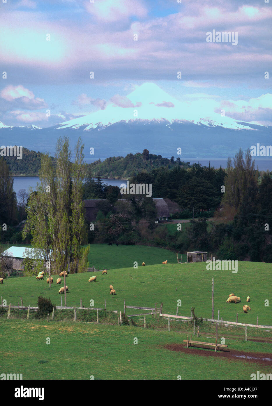 Chile Seengebiet X Region Puerto Octay Ansicht von LLanquihue und Osorno Vulkan Bkgd mit See und Schafen in frgd Stockfoto