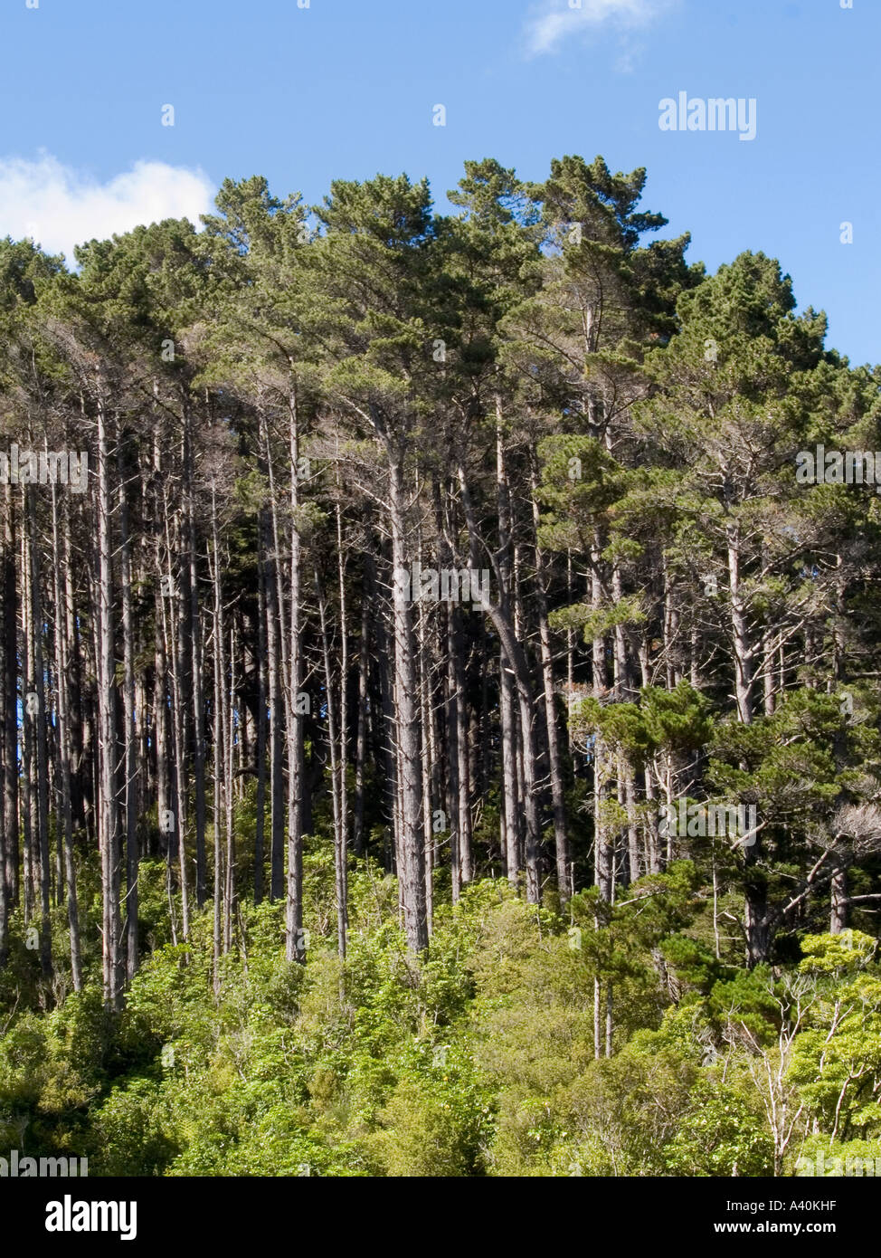 Wald von Pinus Radiata Nadelbäume Kiefer Baum oder Monterey Kiefern mit Unterholz blauen Himmel im Hintergrund Stockfoto