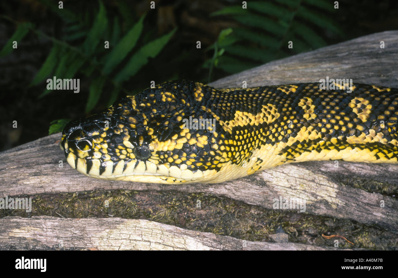 Australische Teppich Python, Teppich Python Morelia spilota Stockfoto