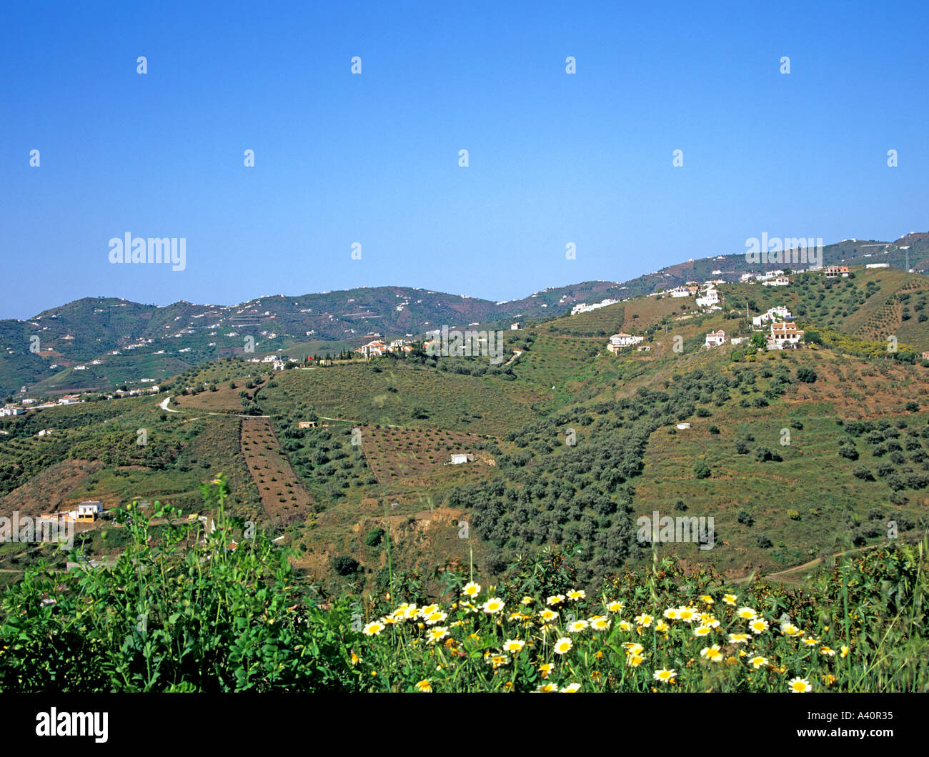 FRIGILIANA COSTA DEL SOL Spanien Europa April drapiert über den unteren hängen der Sierra de Tejeda, umgeben von Obstgärten Stockfoto