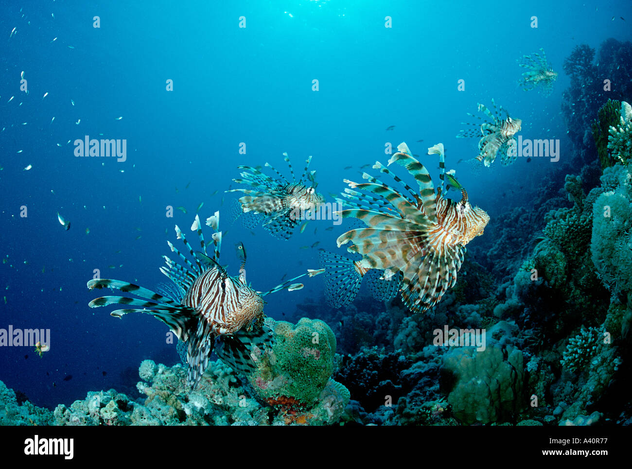 Rotfeuerfisch Rotfeuerfische Rotfeuerfische Turkeyfish Pterois volitans Stockfoto