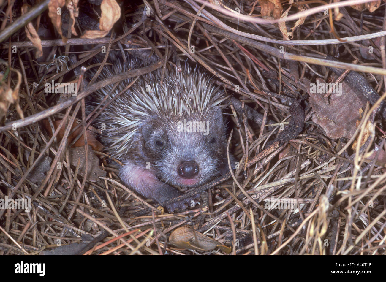 Igel nest Fotos und Bildmaterial in hoher Auflösung Alamy