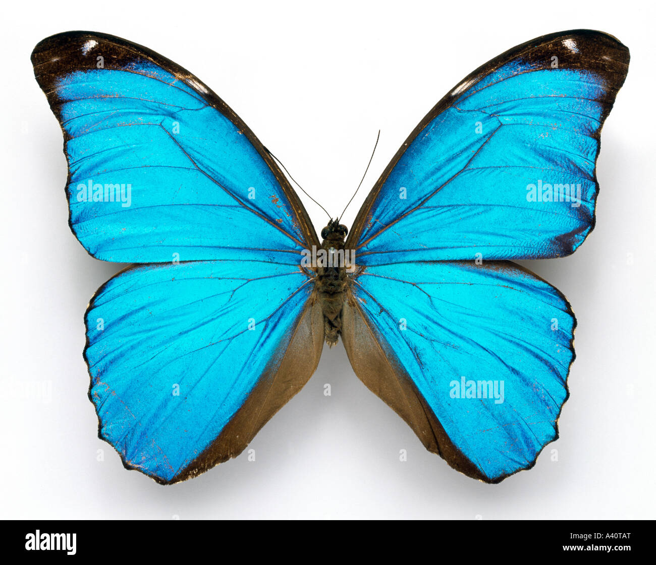 Morpho Menelaus Cramer blauer Schmetterling Stockfoto