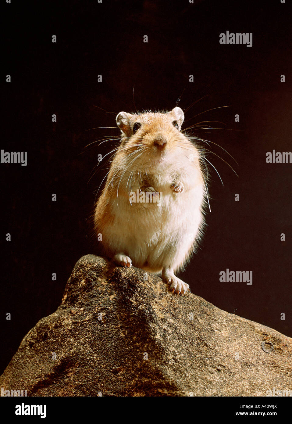 Mongolische Rennmaus aufstehen Stockfoto