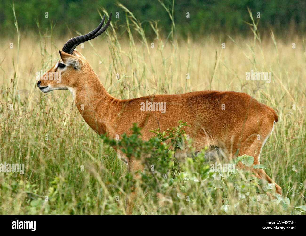 Männliche Uganda Kob in Queen Elizabeth National Park, Westuganda Stockfoto