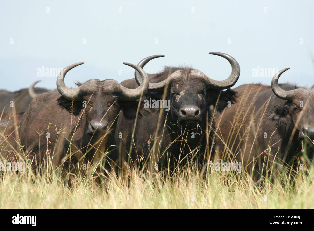 Kap-Stier-Büffel Stockfoto