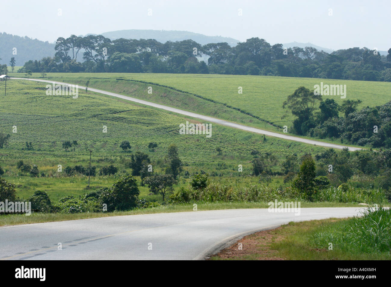 Straße durch eine Teeplantage im Westen Ugandas Stockfoto