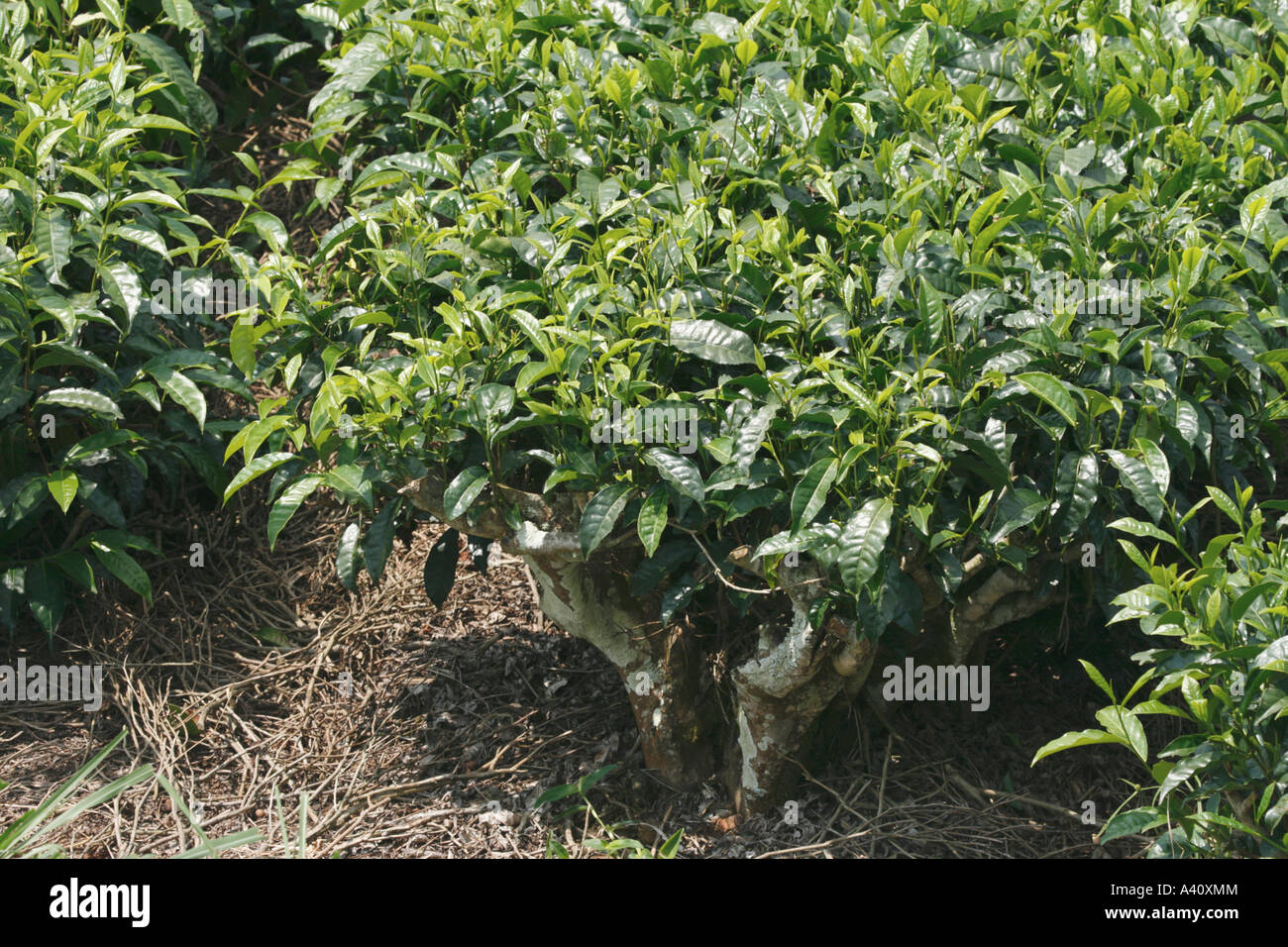 Tee-Strauch in einer Teeplantage in Westuganda Stockfoto