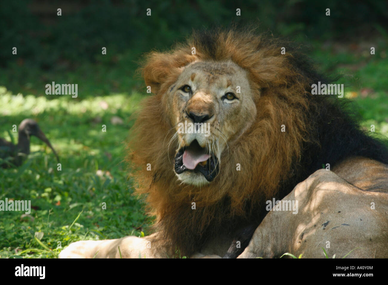 Männlicher Löwe, Gähnen Stockfoto