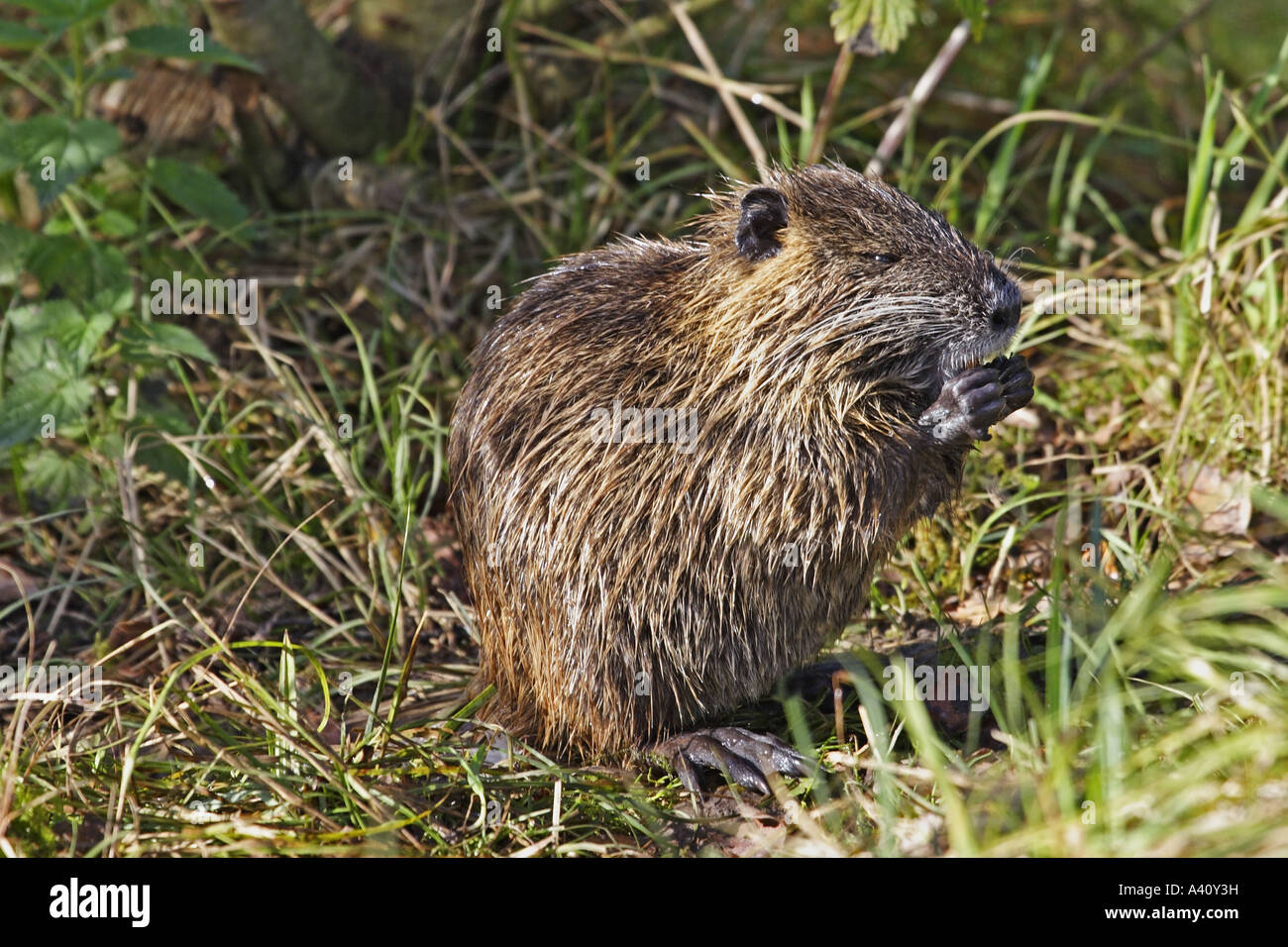 Bisamratte Ondatra zibethicus Stockfotografie Alamy