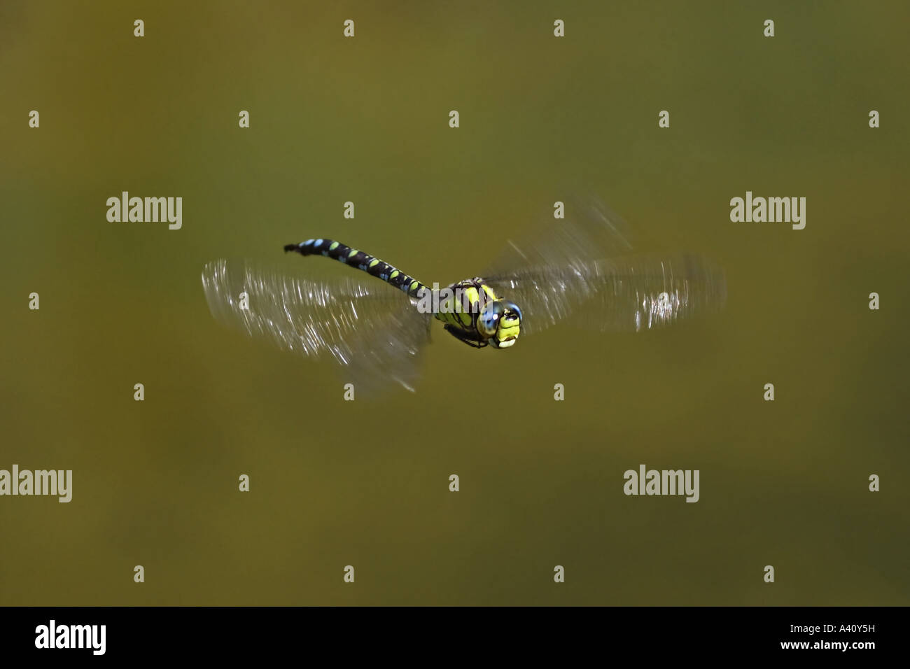 Blaugrüne Mosaikjungfer, AESHNA CYANEA, Libelle Stockfoto